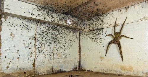 L’homme regarde sous son lit et découvre une araignée de la taille de sa main avec des centaines de bébés