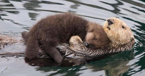 L’amour d’une mère: pour protéger son bébé, la maman loutre flotte avec lui sur sa poitrine ( vidéo )