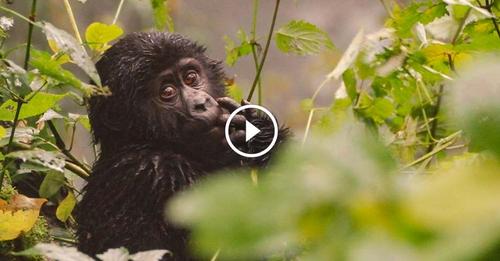 Ce bébé Gorille se prend déjà pour un grand mais il n’aurait pas du.