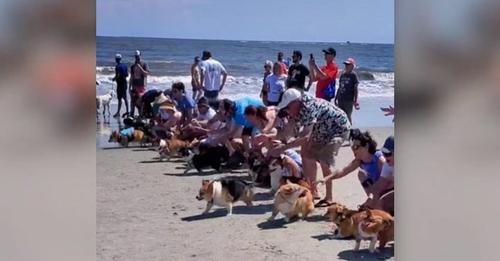 Des familles organisent une course avec 50 corgi sur la plage et tout finit en un joyeux chaos