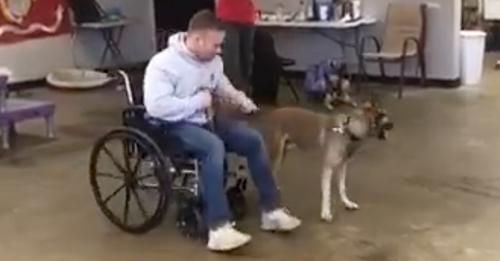 Le chien hilarant décide de n’en faire qu’à sa tête alors qu’il doit aider l'homme en chaise roulante