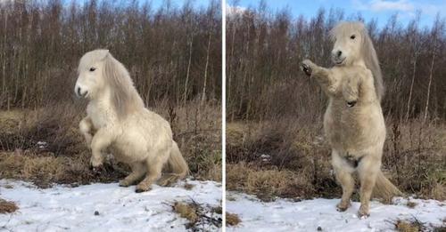 La joyeuse danse de cet adorable mini cheval va vous donner le sourire pour la journée 