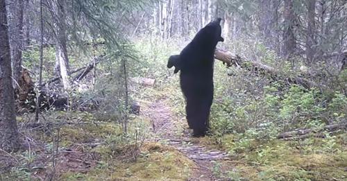 L’ours émeut des millions de personnes en dansant sans se savoir observé dans les bois