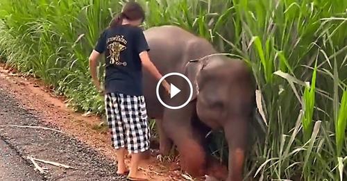 Cette femme sauve un éléphanteau bloqué dans la boue, il va lui dire merci