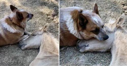 Un chien réconforte un poulain orphelin de neuf jours après la mort de sa mère et prend le cheval sous son aile