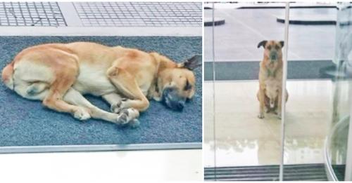 Une touriste ne peut résister à un chien errant qui l’attend tous les jours à la porte de son hôtel