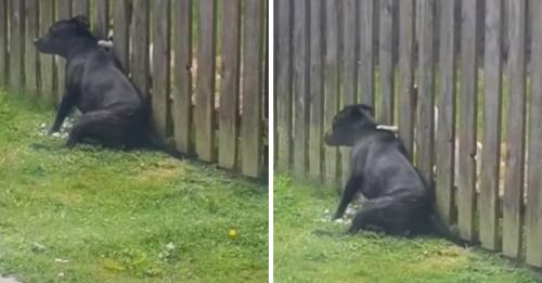 La femme ne comprend le comportement de son chien qui se frotte bizarrement à la palissade tous les jours