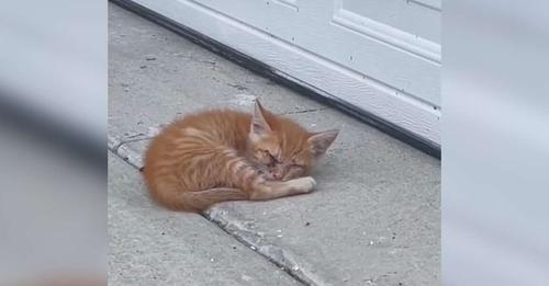 Un homme découvre un petit chaton devant son garage et comprend qu’il a un problème urgent