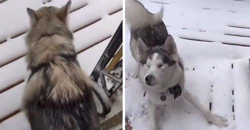 Quand elle sent la neige, cette chienne aveugle se métamorphose et sa joie va vous réchauffer le coeur