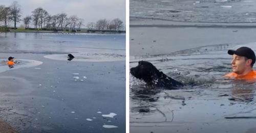 L’homme saute directement à l’eau en apercevant un chien en train de se noyer dans un lac gelé