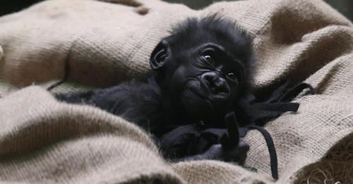 Un bébé gorille prématuré est séparé de sa famille pour sa survie mais voici le moment où il retrouve sa maman