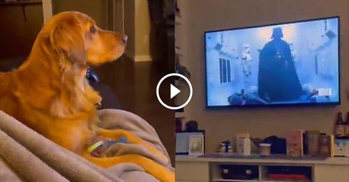 Ce Chien regarde tranquillement la Guerre des Étoiles quand tout à coup, Dark Vador apparait