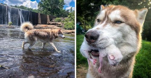 La chienne ramène une boîte pleine de chatons en mauvaise santé à sa famille et se croit leur maman