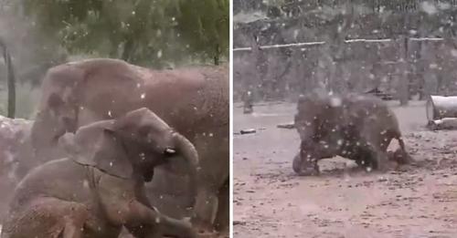 Les adorables bébés éléphants jouent comme des petits fous dans la neige et se roulent dedans 