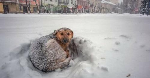 La petite fille est retrouvée en vie après 18 heures dans une tempête de neige grâce à ce chien errant