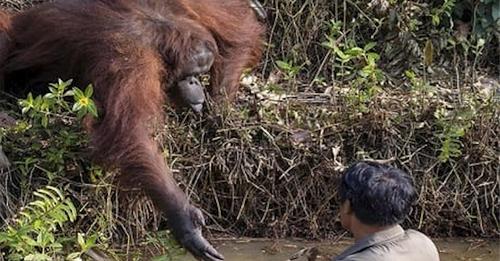 Un orang outan semble tendre la main pour aider un homme dans une rivière à la surprise générale