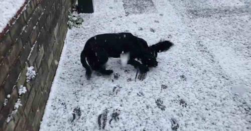 Le chien semble très surpris de découvrir la neige mais finit par trouver ça très drôle