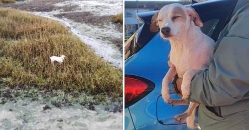 Personne n’y croyait mais cette chienne a pu être sauvée de l’eau grâce à un drone équipé de saucisses