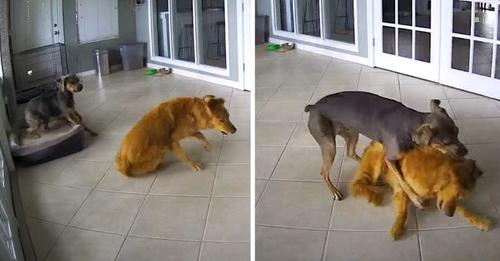 La chienne intervient vite en voyant son ami Golden Retriever faire une crise d’épilepsie