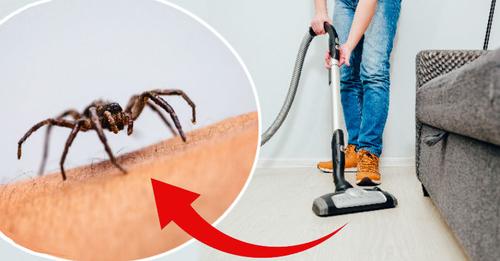 Selon vous, est-ce qu’aspirer une araignée suffit pour s’en débarrasser vraiment totalement ?