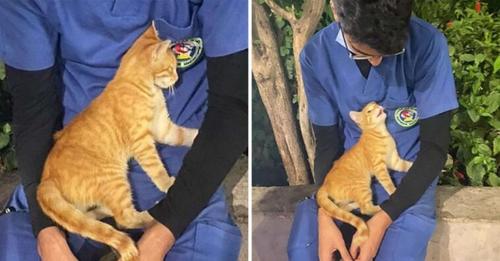 Un chat errant se blottit contre un infirmier pour le réconforter pendant une longue garde
