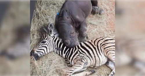 Quand le bébé rhinocéros a perdu sa maman, le petit zèbre vient l’aider et voici leur relation maintenant