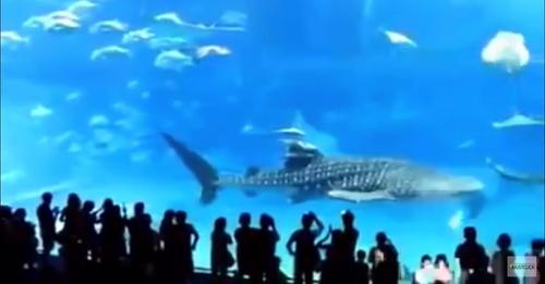 Un énorme poisson 'se suicide' devant les visiteurs de l'aquarium après avoir été aveuglé par un flash