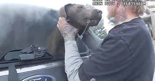 Le policier héroïque fait un sauvetage spectaculaire et libère un chien prisonnier d'une voiture en feu