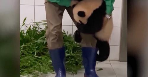 Un petit panda refuse totalement de laisser partir le soigneur et veut qu’il reste avec lui