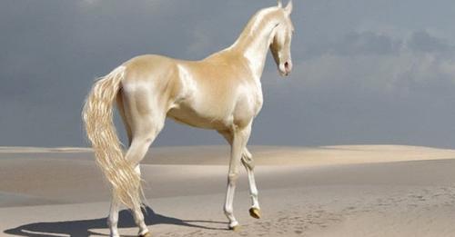 Le plus beau cheval au monde à l’air d’être couvert d’or et il est magnifique