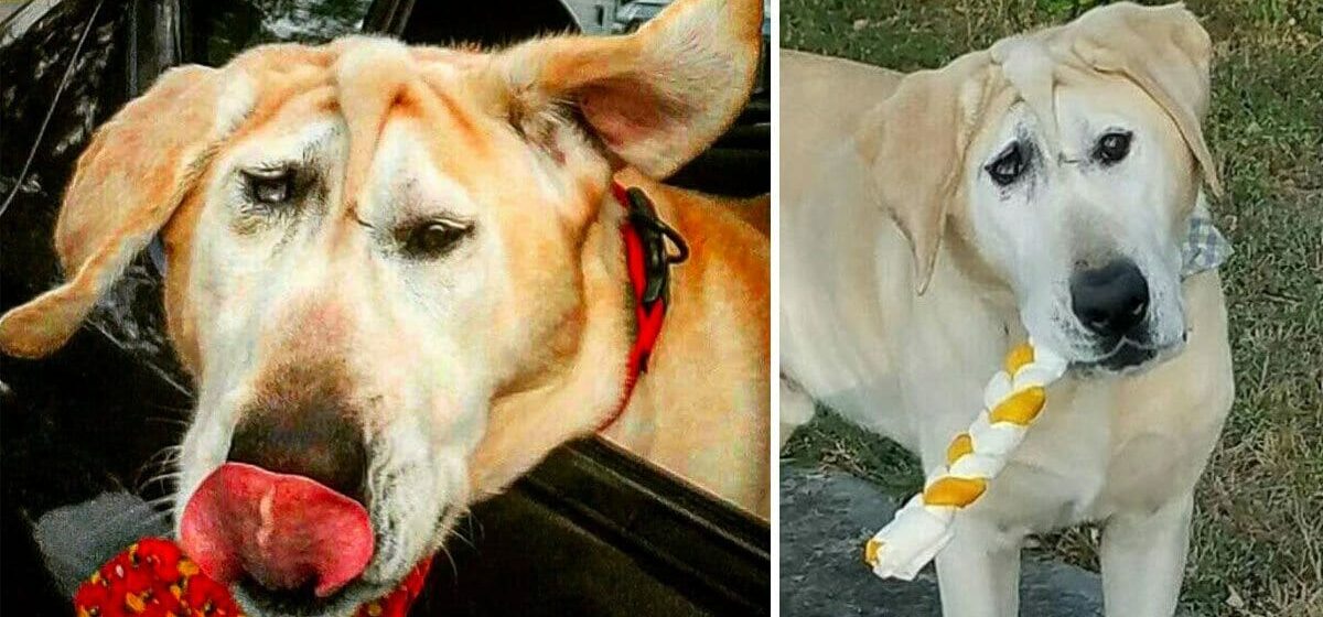 Un chien au visage malformé est abandonné par sa famille : Un ange arrive et rétablit la situation
