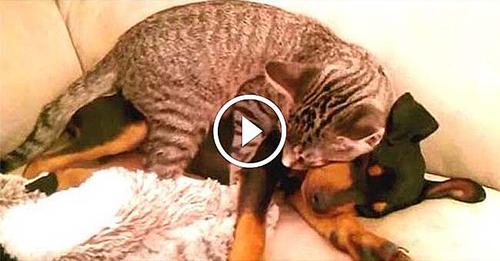 Winston le Chat réconforte Zeke le Chiot qui revient de la clinique vétérinaire