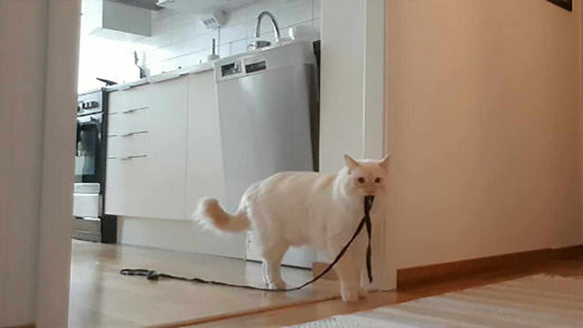 La propriétaire d’un chat la filme seul à la maison et découvre à quel point il est triste pendant son absence