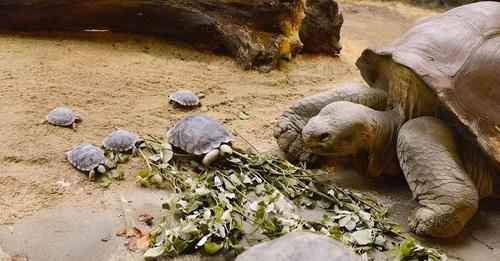 Retour sur la naissance exceptionnelle au zoo de Zurich : la tortue Nigrita et ses 9 bébés