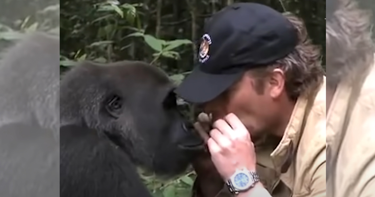 Un homme courageux retrouve le gorille qu’il a élevé – malgré les avertissements  il s’en approche de trop près