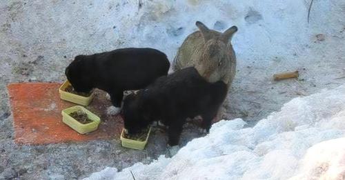 Un lapin adopte des chiots orphelins : il en prend soin, les nourrit et les réchauffe
