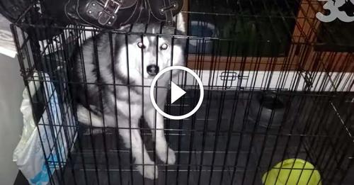 Enfermé 24h sur 24 dans une cage, SNOW le Husky est libéré par la fondation « 30 millions d’amis »