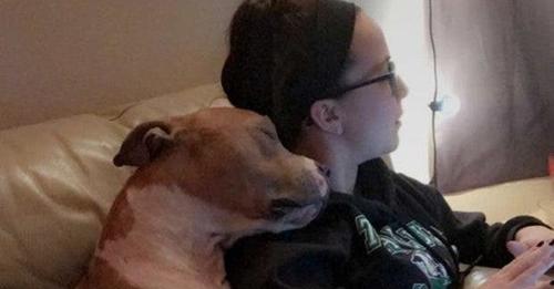 Elle adopte un chien abandonné et triste : il ne peut s’empêcher de la câliner pour la remercier