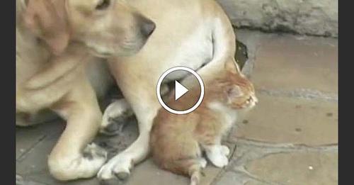 Quand deux Labradors adoptent un Chaton orphelin