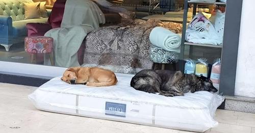 Un magasin de meubles laisse un matelas dehors pour que les chiens errants puissent dormir