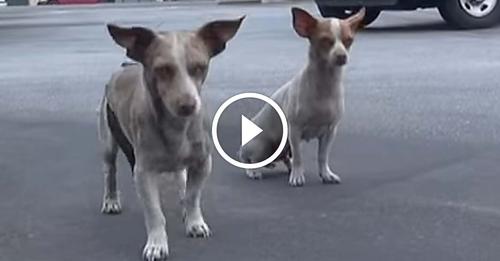 Trois Chihuahuas abandonnés dans un quartier dangereux sont sauvés par des bienfaiteurs