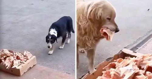 Un boucher laisse des restes de viande devant son commerce pour les chiens errants