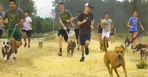 Ce lycée a décidé que ses élèves doivent promener les chiens d’un refuge pour animaux le matin