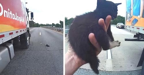 Un chauffeur de camion bloque la circulation pour aider un chaton perdu sur l’autoroute